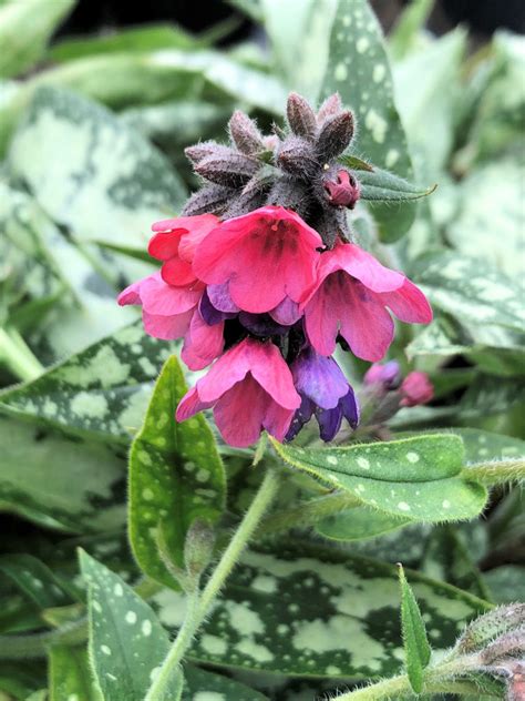 Buy Lungwort Plants Pulmonaria Stadler Nurseries