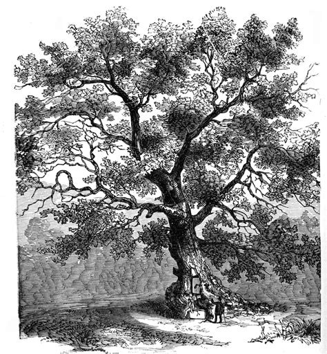 The Charter Oak at Hartford, Connecticut | ClipArt ETC