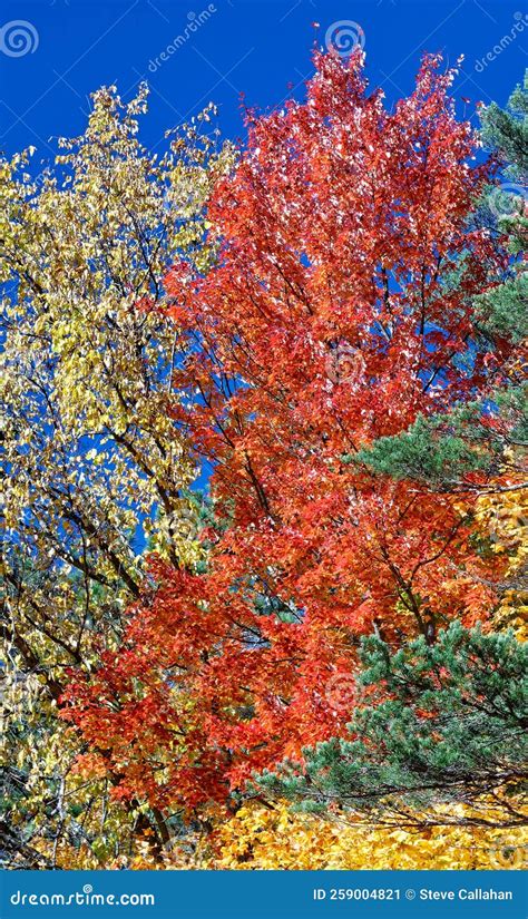 Red Sugar Maple Tree And Dark Blue Sky In Autumn Stock Image Image Of