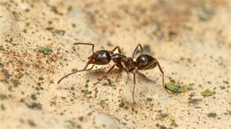 Argentine Ant Breda Pest Management