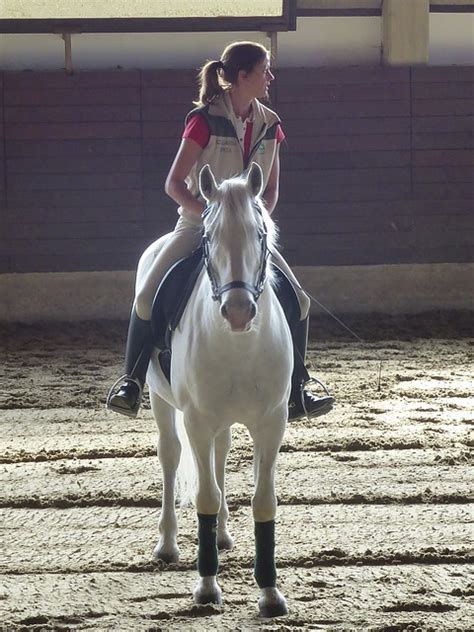 Horse Training Methods and Techniques – junior-riders.com