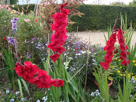 Клумбы из гладиолусов на даче (68 фото) » НА ДАЧЕ ФОТО
