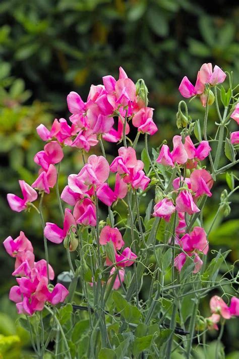 How To Plant Grow And Care For Sweet Pea Flowers Gardeners Path