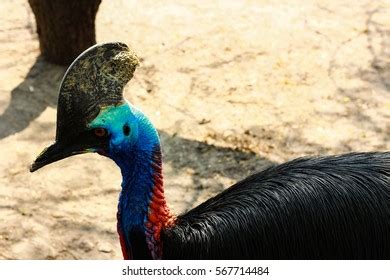 Cassowaries Ratites Birds That Have Flat Stock Photo 2345848041 | Shutterstock