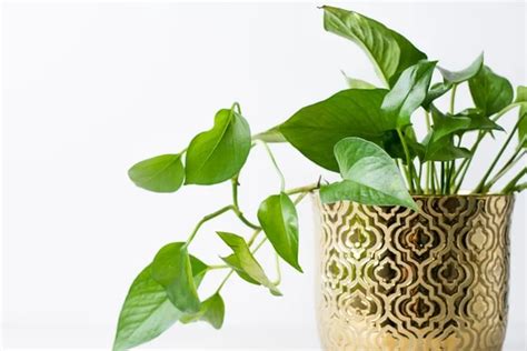 How To Make Pothos Fuller