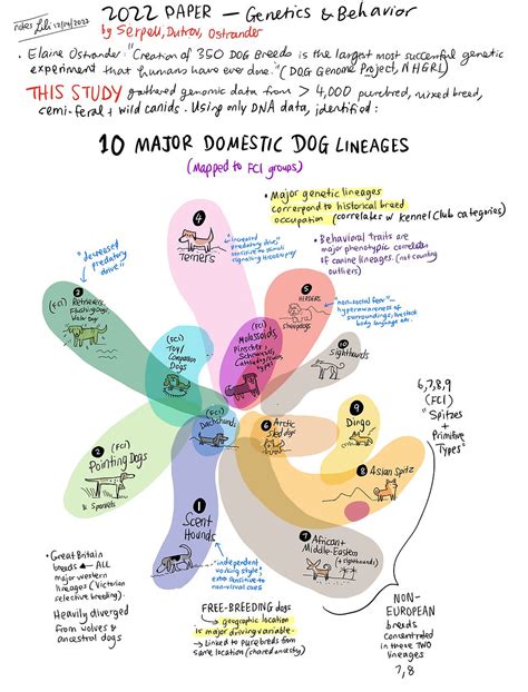 Dog genomics studies: genetics and breed stereotypes