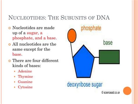 PPT - What does DNA look like? PowerPoint Presentation, free download ...