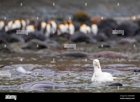 Southern Giant Petrel Giant Petrel Macronectes Giganteus White