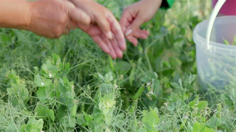 Las Manos De La Mujer Recogen Vainas De Guisantes Verdes En Un Cubo