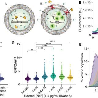 Encapsulation Protects From Degradation By Rnase A A Schematic Of