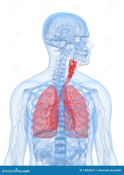 Human Lung Illness Anatomy Diagram Lung Cancer Asthma Tuberculosis