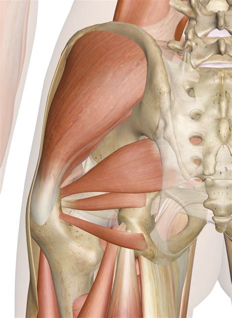 Superficial Muscles Of The Hip Posterior View Human Body Anatomy Hot