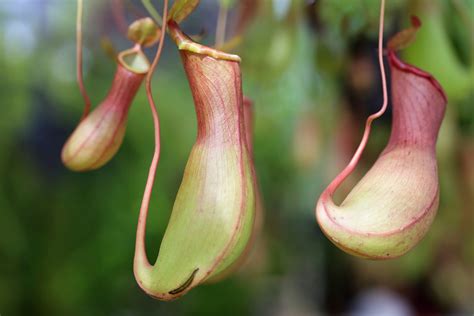 Facts About the Pitcher Plant