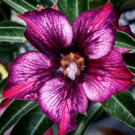 Jual Bibit Bunga Adenium Obesium Bibit Adenium Kamboja Jepang