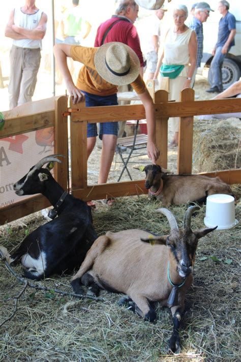 La ptite ferme en image LA P TITE FERME ANIMÉE