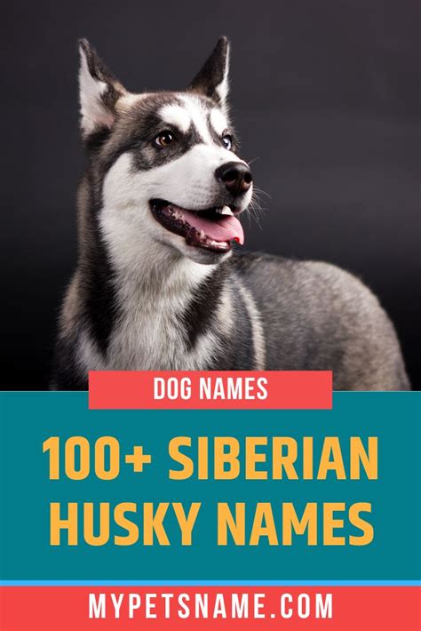 Siberian Husky Names | Husky names, Siberian husky names, Dog names