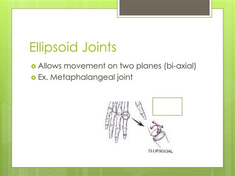 Ellipsoid Joints Meaning, Types, Features, And FAQs Sri, 45% OFF