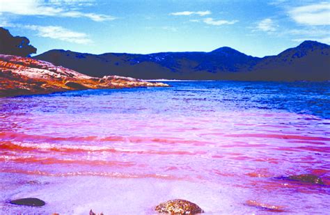 Noctiluca scintillans red tide at a pristine tourism resort off the... | Download Scientific Diagram