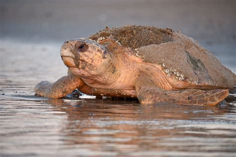 About Us Edisto Beach Sea Turtles