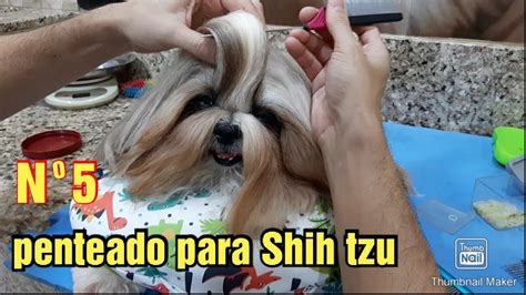 Penteado Para Machos Shih Tzu YouTube