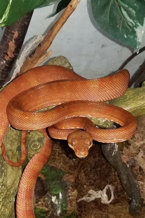 Captives Corallus Hortulanus Amazon Tree Boas Flickr