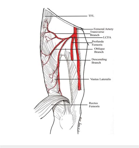 Medial Circumflex Femoral Artery Branches