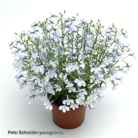 Eenjarig Lobelia Laguna Blue Ears Kwekerij Margriet