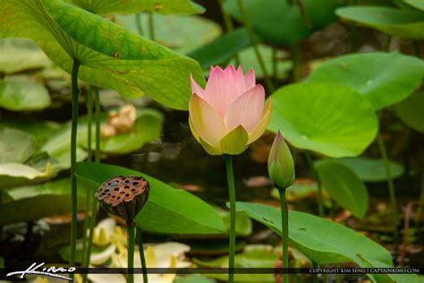 Pink Lotus Flower Mckee Botanical Garden Vero Beach Florida Royal