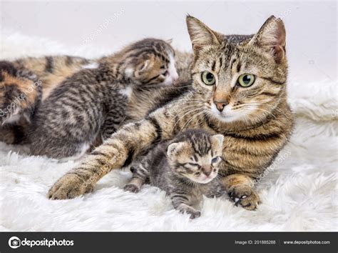 Mother Cat Baby Cat — Stock Photo © EsinDeniz #201885288