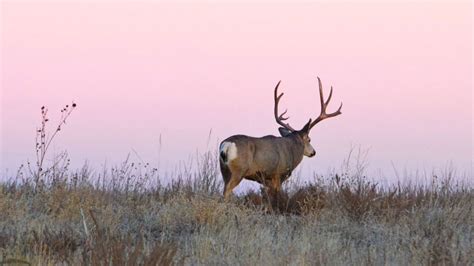 Primary Draw Applications Now Open For Colorado S Big Game Seasons