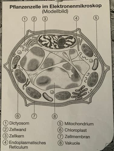 Biologie 11G Karteikarten Quizlet