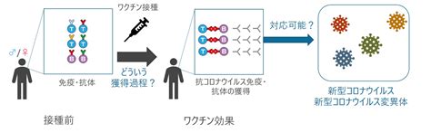 沖縄県民に対する新型コロナウイルスワクチンの有効性を評価 沖縄科学技術大学院大学 Oist