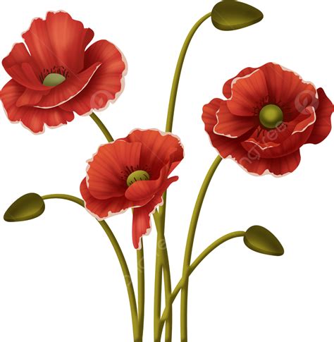 Lembran A Domingo Papaver Rhoeas Flor Em Crescimento Png Papaver