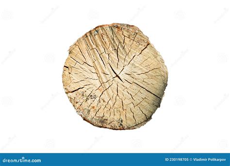 Birch Log Cut Isolated On White Background Stock Image Image Of