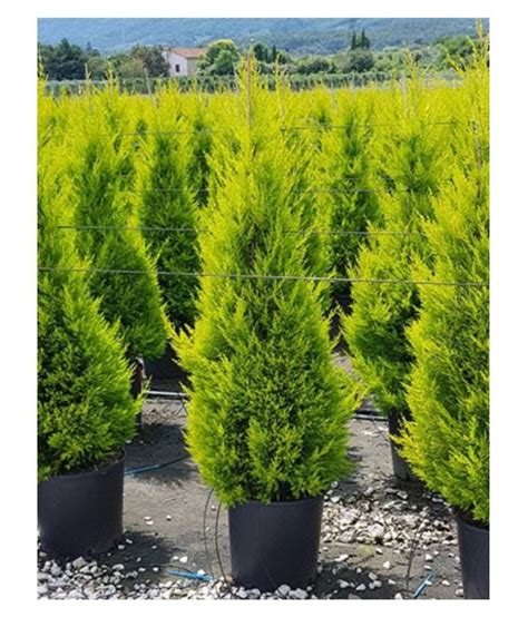 Cupressus Macrocarpa Cupressus Golden Goldcrest Cypress Tree Golden Monterey Cypress