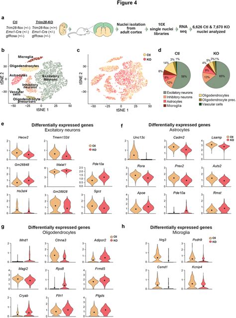 Single Nuclei Rna Seq Of Cortical Tissue From Emx1 Cretrim28 Ko