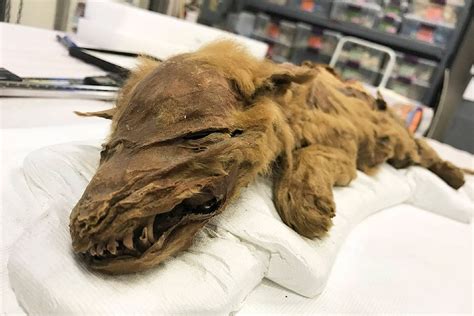 ‘mummy Wolf Pup Unearthed In Permafrost Paints A Picture Of Ice Age