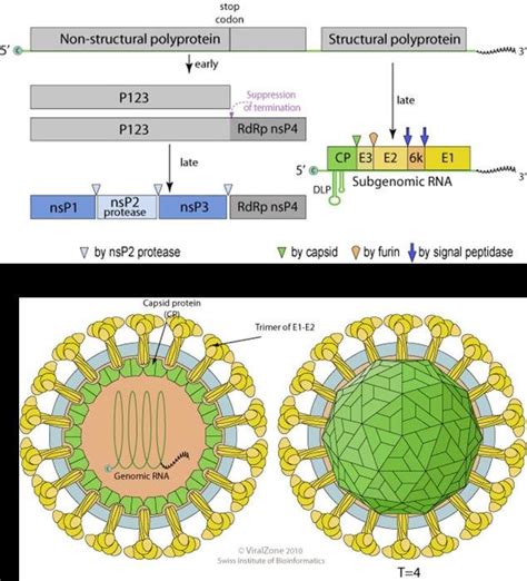 4 Genome Composition And Virion Structure Of Alphaviruses Including