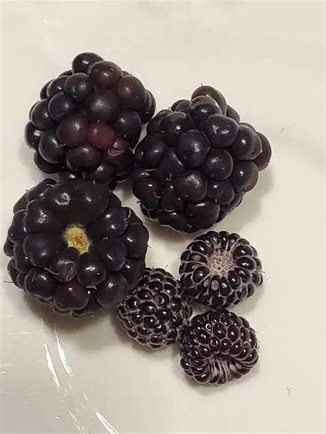 Are Blackberries And Black Raspberries The Same The Grow Monster