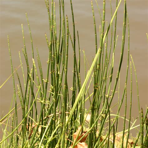 Snake grass – Invasive Species South Africa