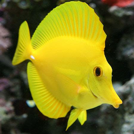 Yellow Tang Large Aquatics To Your Door