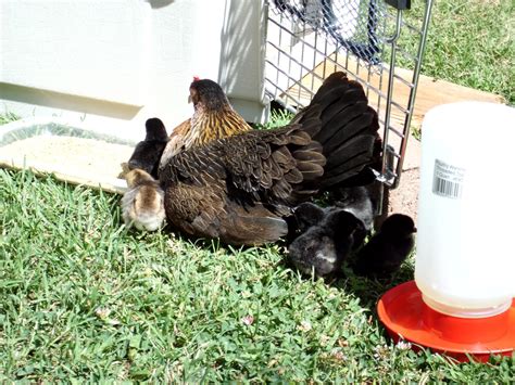 Bantam Chick Care Page 2 BackYard Chickens Learn How To Raise