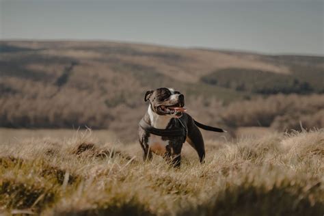 Veterinary Resources | Four Paws Animal Hospital