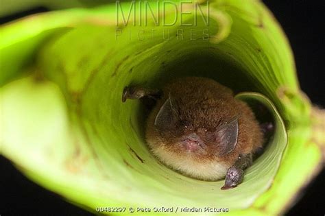 spixs disk winged bat alchetron   social encyclopedia