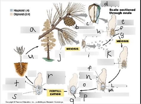 Labeling Gymnosperm Plant Life Cycle Diagram Quizlet