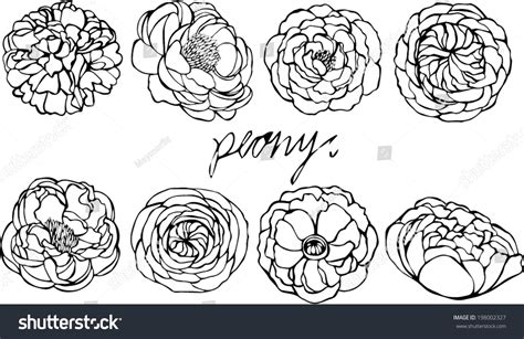 Set Peony Vector On White Background Stock Vector (Royalty Free ...