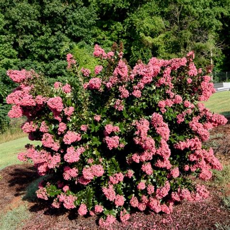 Lagerstroemia Indica Coral Magic First Editions Crape M Siteone