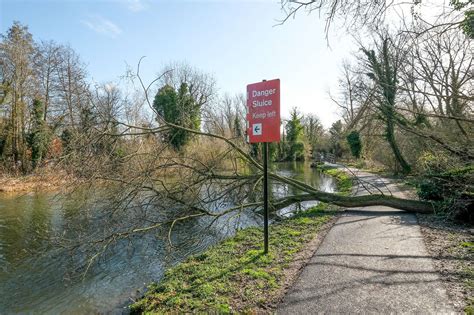 Tree down along Newbury canal path