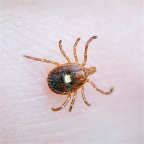 6 Lone Star Tick Diseases and the Symptoms to Know, Per an Expert