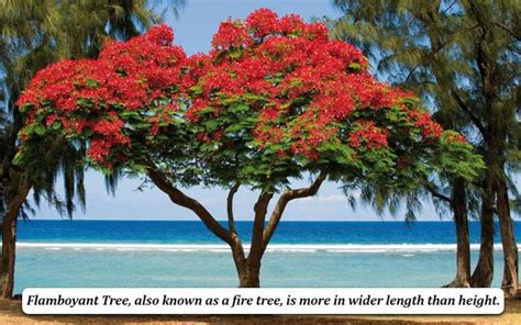 Flamboyant Tree - Definition, Growth, Symbolism & Benefits